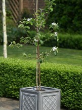 18724 - hook n loop tree tie in-situ